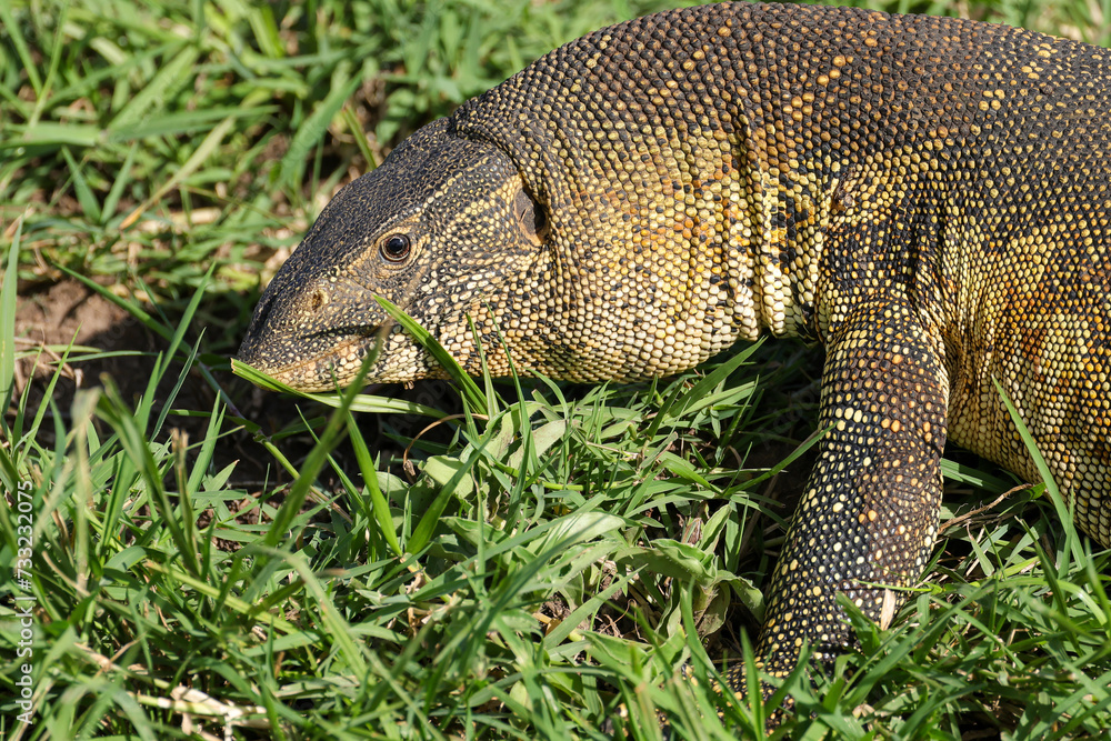 african nile monitor in Maasai Mara NP african nile monitor in Maasai Mara NP