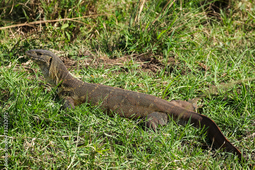 african nile monitor in Maasai Mara NP © Marcel