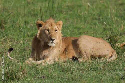 young male lion in Maasai Mara NP