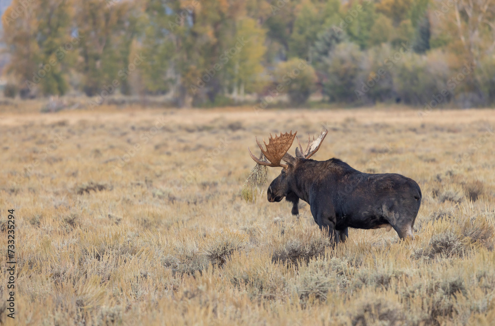 Bull Moose During the Rut in Grand Teton National Park Wyoming in Autumn Bull Moose During the Rut in Grand Teton National Park Wyoming in Autumn