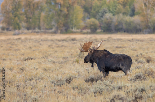 Bull Moose During the Rut in Grand Teton National Park Wyoming in Autumn