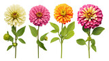 Zinnia Flowers and Garden Design Elements Isolated on Transparent Background for Vibrant Floral Perfume and Essential Oil Designs - Top View PNG Digital Art 3D Illustration