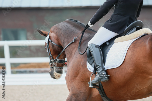 The rider's leg is a close-up of a dressage competition. Bay Horse © Iuliia