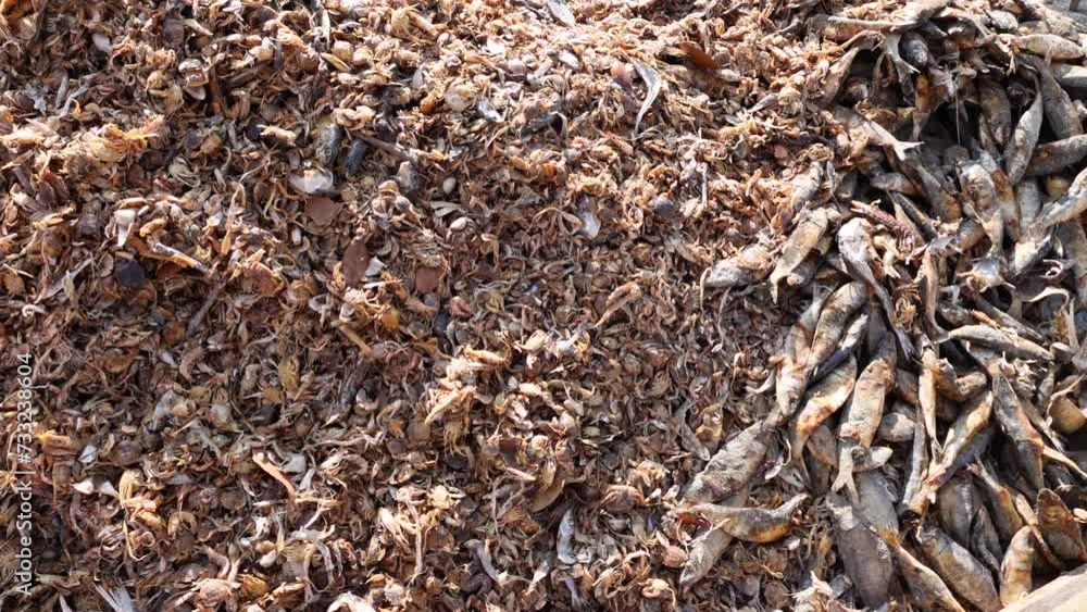 Stacks of sea crabs and small fishes dried in open air and sunlight for use in poultry feed. Stacks of sea crabs and small fishes dried in open air and sunlight for use in poultry feed.