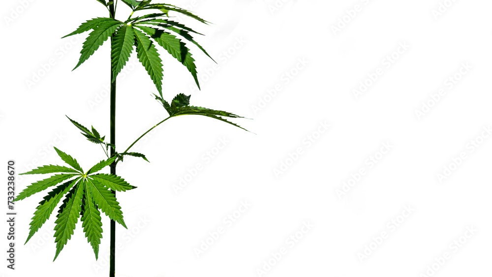 Naklejka premium The cannabis plant are isolated on a white background.