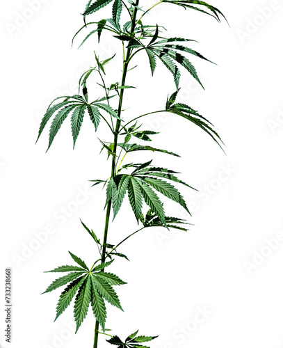 Cannabis plant isolated on a white background. Selective focus.