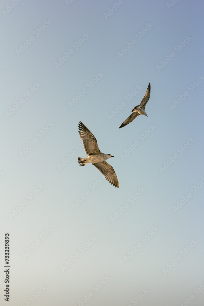 Obraz premium Soaring Seagulls in the Sky