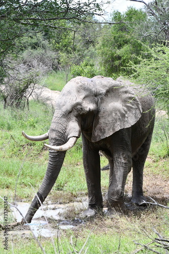 African elephant in Kruger National Park   Safari   Big Five   South Africa