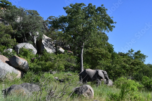African elephant in Kruger National Park | Safari | Big Five | South Africa photo