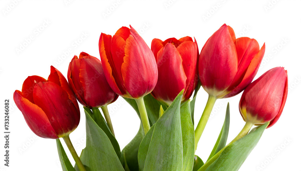 Rote Tulpen isoliert auf weißem Hintergrund, Freisteller Rote Tulpen isoliert auf weißem Hintergrund, Freisteller