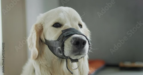 Sad dog in a muzzle. She ate garbage while walking and will now walk around wearing a muzzle. photo