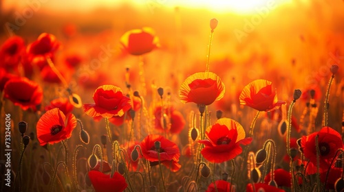 Red poppies illuminated by the fiery hues of a setting sun