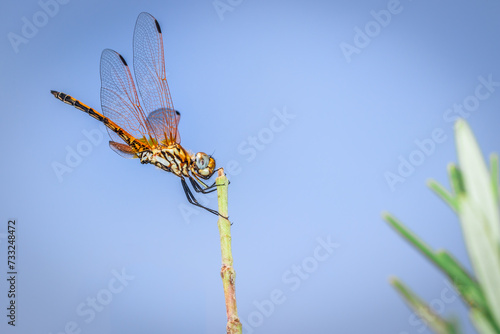 Orange Wandering glider Dragonfly (Pantala flavescens) sitting on green grass, South Africa photo