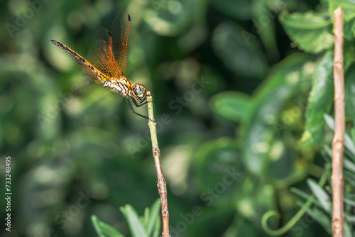 Orange Wandering glider Dragonfly (Pantala flavescens) sitting on green grass, South Africa photo