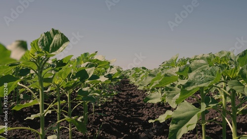 young lifestyle sunflower farm field nature view  green  sunflower oil  green sunflowers grow field  sunflower farm field lifestyle movement landscape  future harvest sunflower  agrarian industry