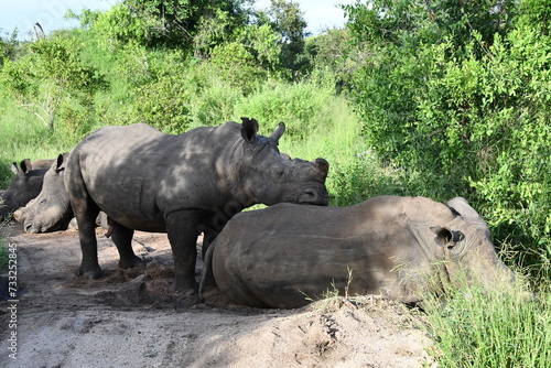 White rhinoceros in Sabi Sands Game Reserve | Safari | Big Five | South Africa photo