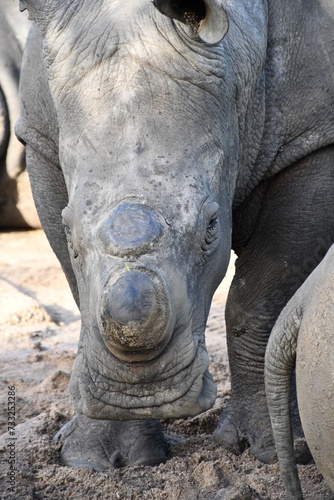 White rhinoceros in Sabi Sands Game Reserve | Safari | Big Five | South Africa