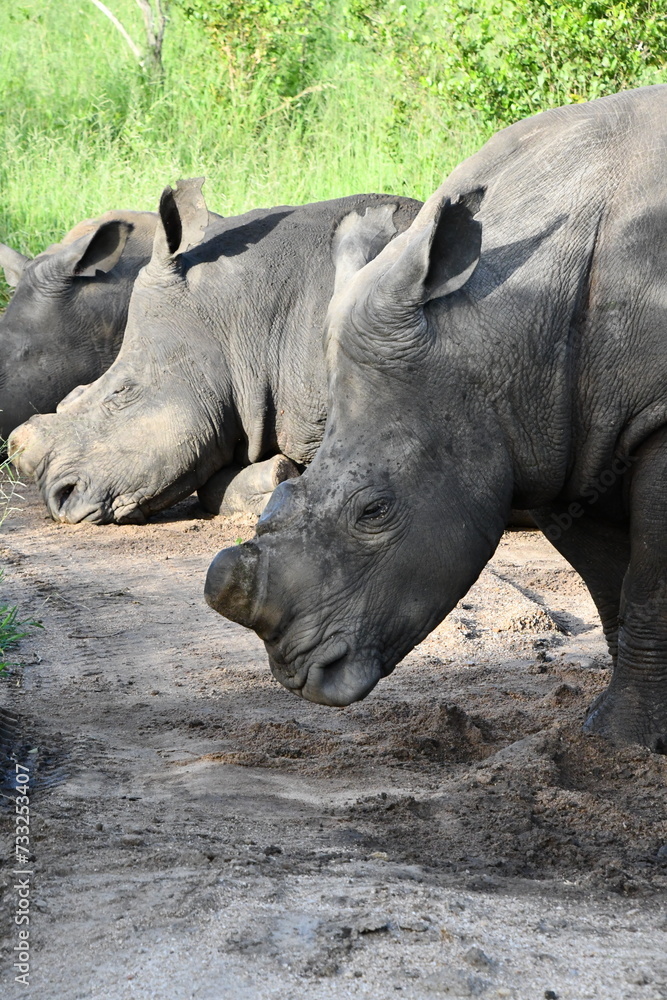 White rhinoceros in Sabi Sands Game Reserve | Safari | Big Five | South Africa White rhinoceros in Sabi Sands Game Reserve | Safari | Big Five | South Africa