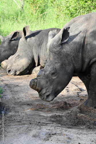 White rhinoceros in Sabi Sands Game Reserve   Safari   Big Five   South Africa © Philipp