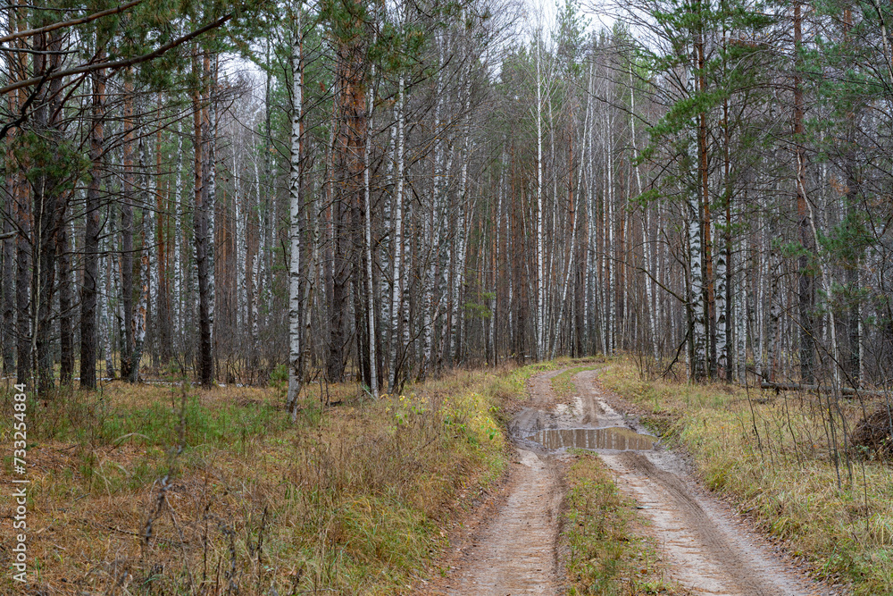 A country road in a pine forest in autumn. A country road in a pine forest in autumn.