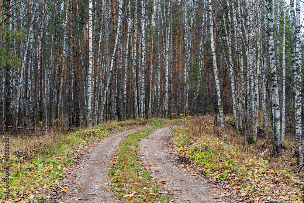 Obraz premium A country road in a pine forest in autumn.