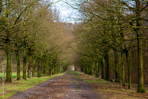 A country road between trees on both sides.