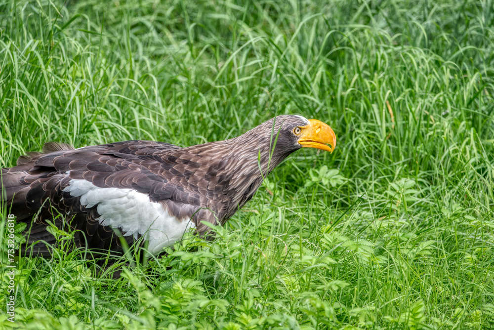Fototapeta premium Close up of a Steller's Sea Eagle (Haliaeetus pelagicus)