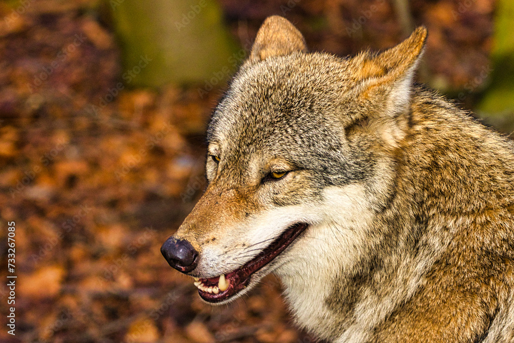 Fototapeta premium Wolf