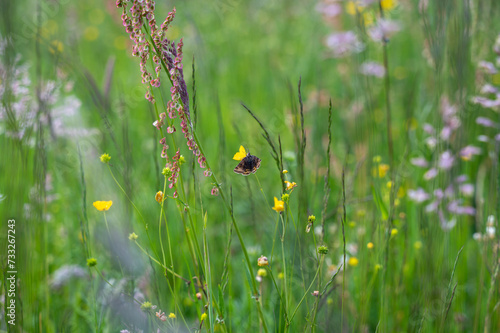 A butterfly in a green meadow