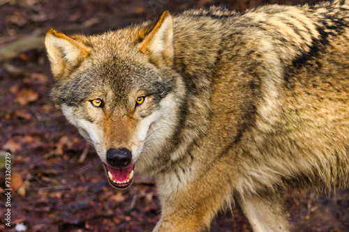 Wolf   - R  ckkehr in Europa