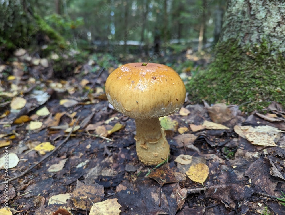 Cortinarius triumphans in the autumn forest Cortinarius triumphans in the autumn forest