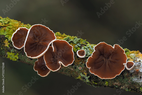 Schizophyllum amplum is a species of brown fungus, also known as poplar bells photo