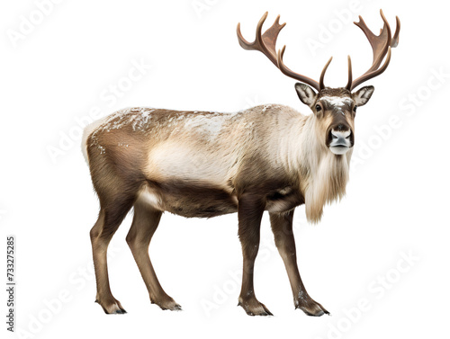 Caribou, snow, isolated on a transparent or white background