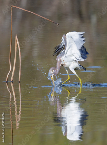 Tricolored heron (Egretta tricolor) hunting in a lake, Fort Bend County, Texas, USA.