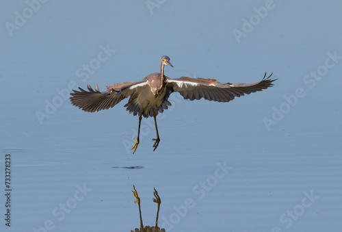 Tricolored heron (Egretta tricolor) flying over lake, Fort Bend County, Texas. photo