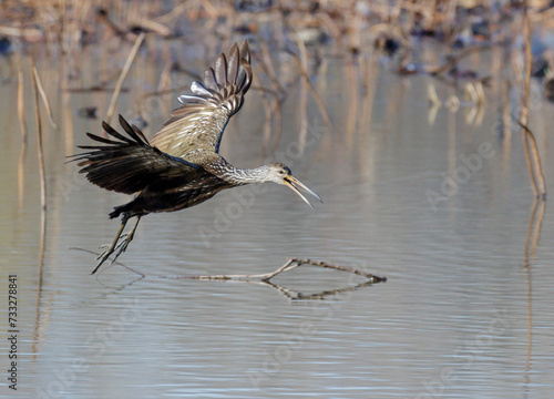 Tablou pe pânză Limpkin (Aramus guarauna) flying over forest lake, Fort Bend County, Texas, USA