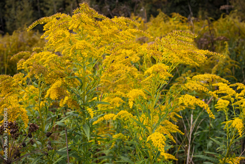 bright yellow blooming autumn flowers, goldenrod