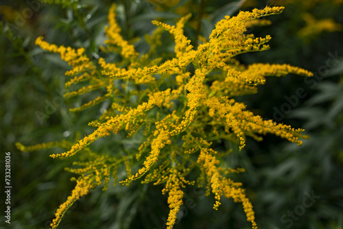 bright yellow blooming autumn flowers, goldenrod