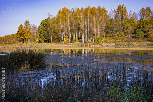 autumn landscape on a clear day with a forest and a river overgrown with reeds