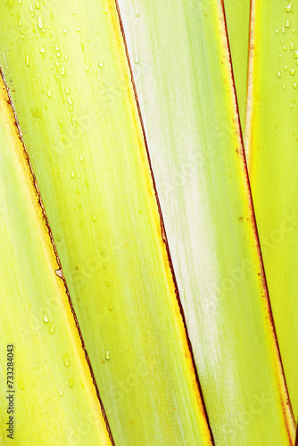 Yellow green banana palm leaf with Raindrops, textured leaves summer tropical plant as natural background. Aesthetic botanical biophilic texture, wild nature foliage scenery, soft focus, closeup