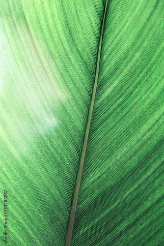 Macro texture Green palm leaf as natural background for design, abstract nature view. Detailed green tropical leaves with veins. Close up photo of fresh foliage. vivid colored nature pattern