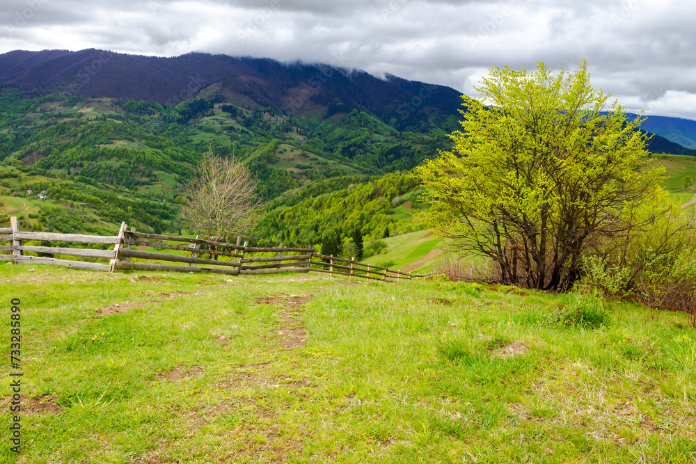 wooden fence near the trees on the grassy hill. mountainous rural landscape of ukraine in spring. carpathian caountryside on an overcast day