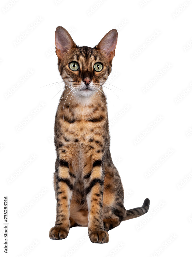 Cute F6 Savannah cat sitting up straight facing front. Looking beside camera with green eyes. Isolated cutout on transparent background. Cute F6 Savannah cat sitting up straight facing front. Looking beside camera with green eyes. Isolated cutout on transparent background.