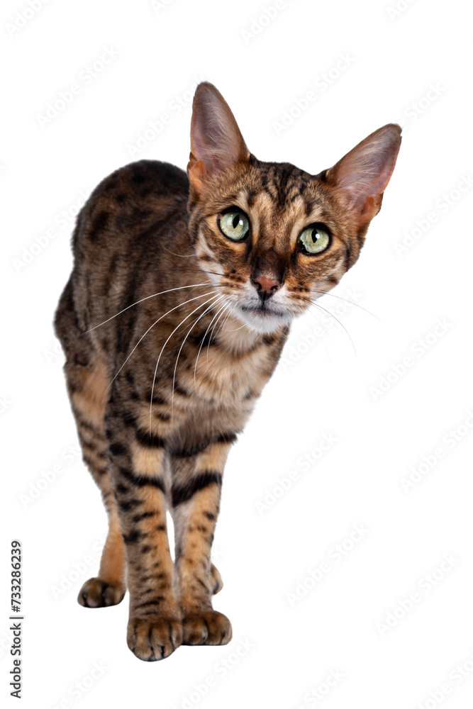 Cute F6 Savannah cat standing facing front. Looking curious at camera with green eyes and cute head tilt. Isolated cutout on transparent background.