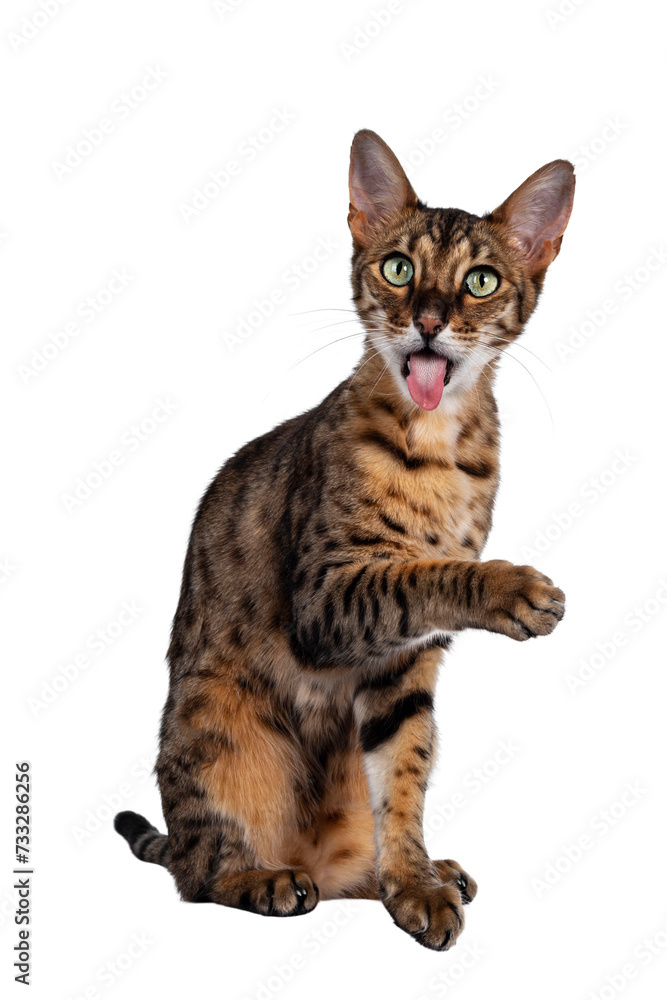 Funny F6 Savannah cat sitting up straight facing front. Looking at camera with green eyes, one paw high in air and tongue far out. Isolated cutout on transparent background.