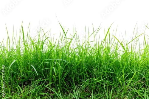 Popular Manila Grass Collection on White Background