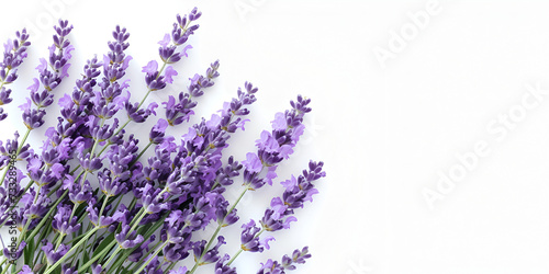 lavender Isolated White Background Copy Space Generative Ai