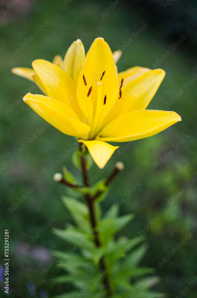 A fragrant bouquet of lily flowers for a gift or storage A fragrant bouquet of lily flowers for a gift or storage
