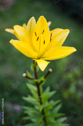 A fragrant bouquet of lily flowers for a gift or storage