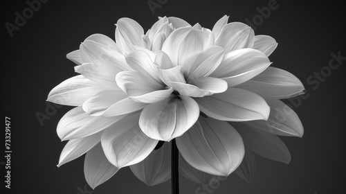 a black and white photo of a large flower in the middle of a black and white photo of a large flower in the middle of a black and white photo. photo